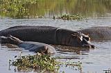 TANZANIA - Ngorongoro Crater - 74